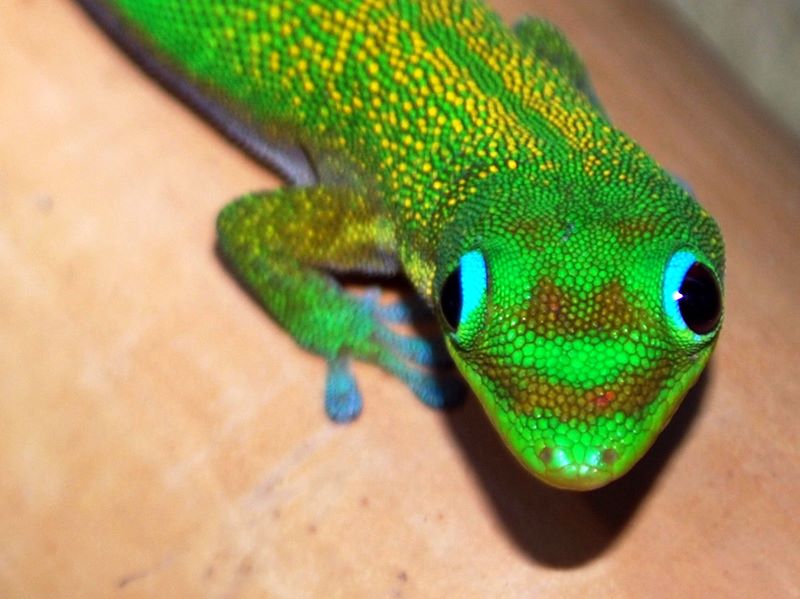 Outlook grim for orbiting Russian zeroG sex geckos Ars