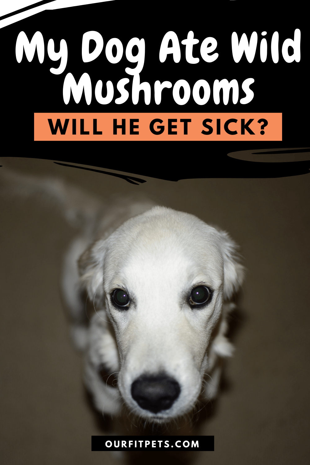 Is Your Dog At Risk For Eating Wild Mushrooms? Ask Pet Guru