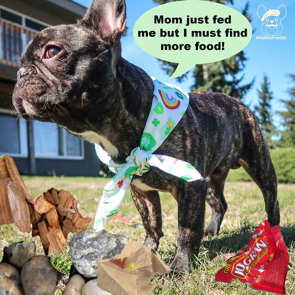 How To Keep Your Dog Safe Around Mulch Ask Pet Guru