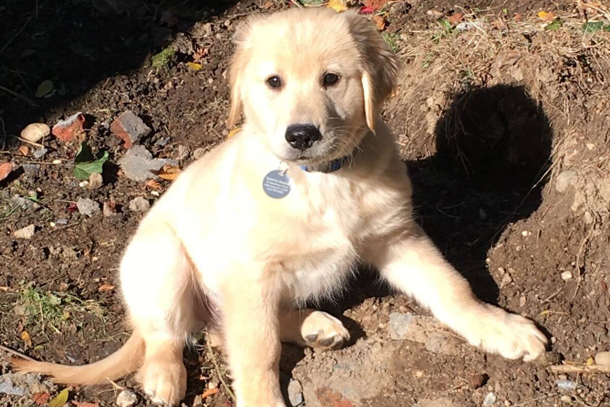 My Dog Keeps Eating Dirt Is This Normal? Ask Pet Guru