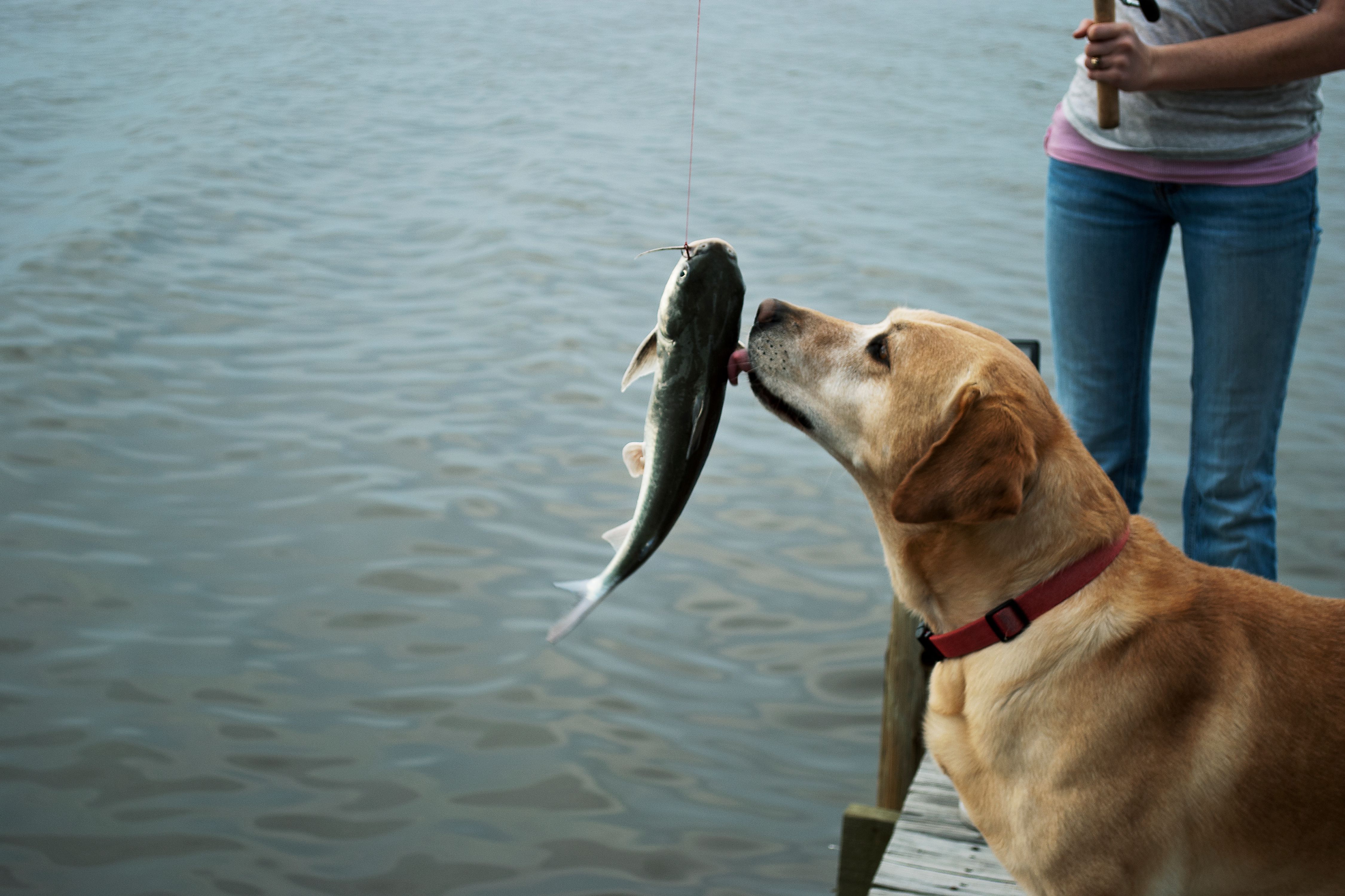 Is It Safe To Feed Fish To Dogs? Ask Pet Guru