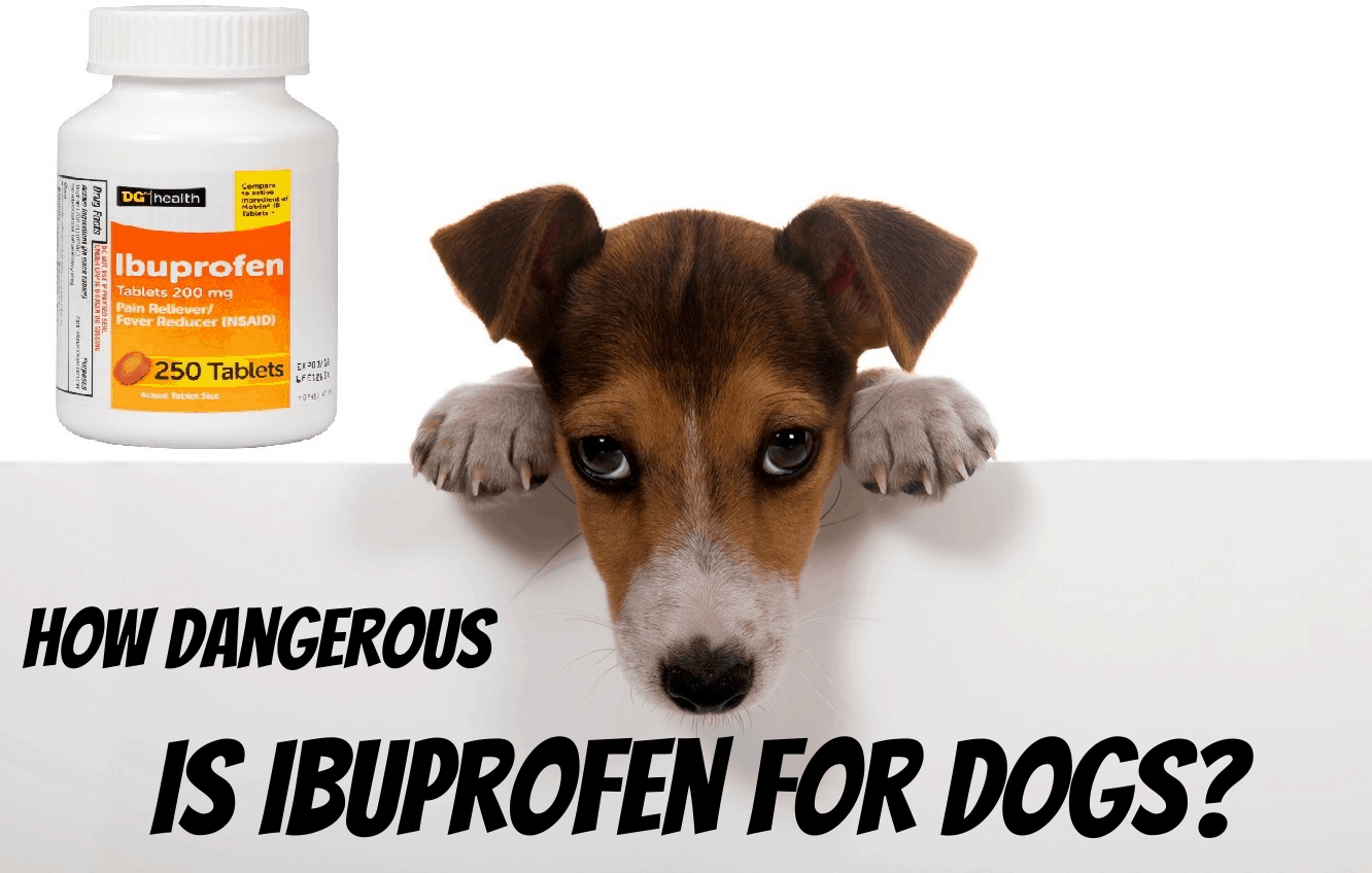 Can Children’s Ibuprofen Be Given to Our 12YearOld Beagle? A