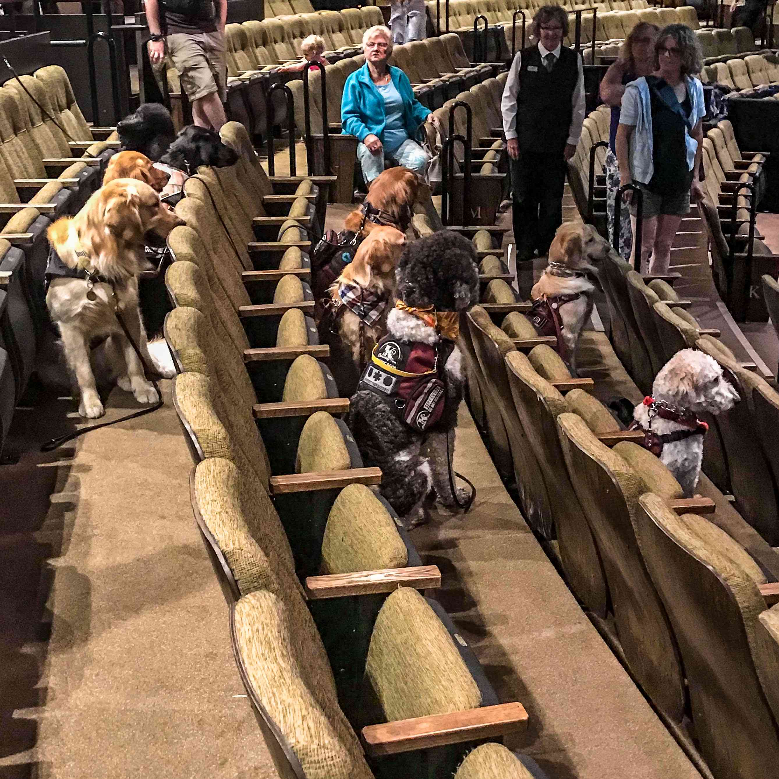 “Service Dogs at Arizona Broadway Theatre What You Need to Know” Ask