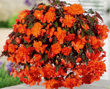 Des Idees Pour Begonia Hanging Basket Spot And Stripe