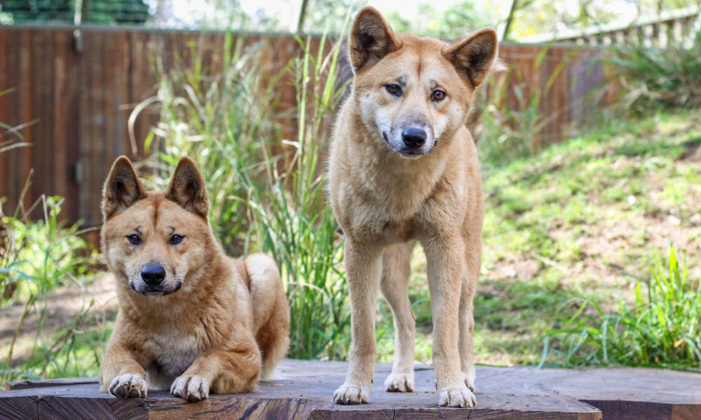 Lone Pine Koala Sanctuary Tickets, Australia Activities in Australia