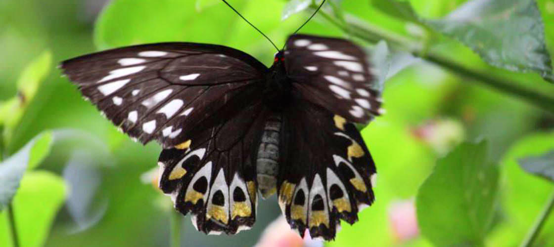 Tamborine Mountain Rainforest Skywalk Tickets, Australia Activities