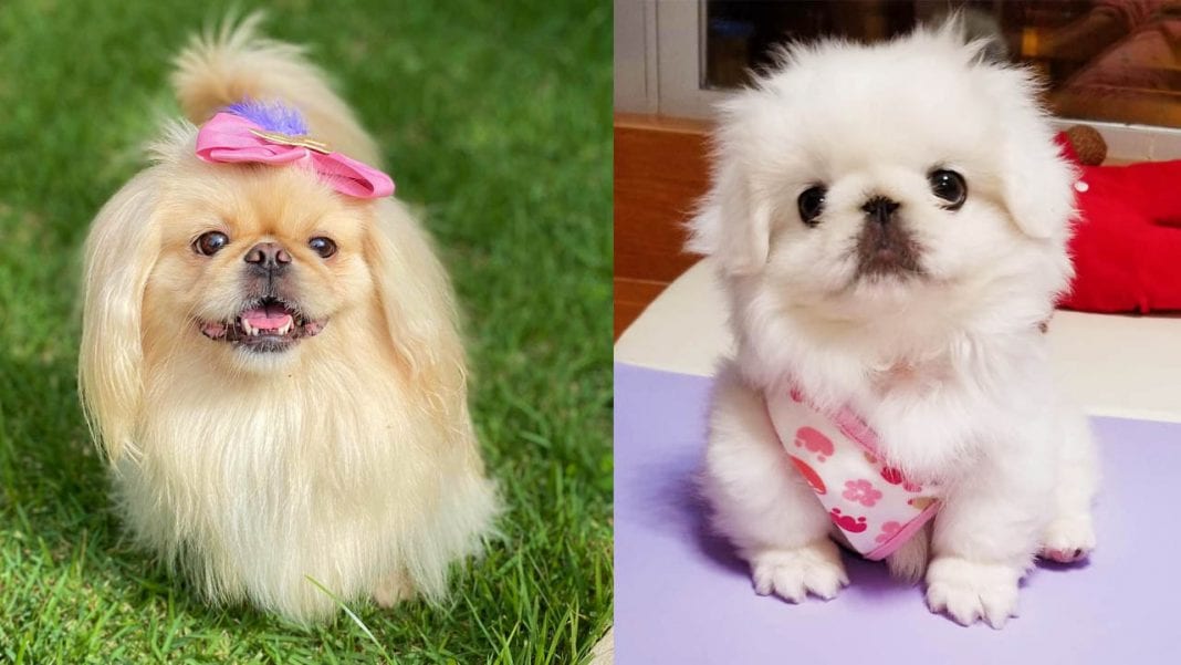 The Pekingese Dog A Small Yet Regal Companion BabelBark