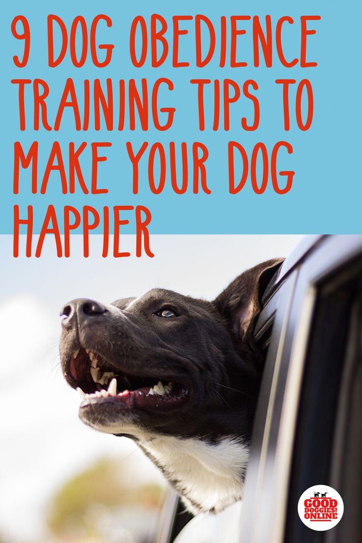 Do Male Dogs Go Crazy When A Female Is In Heat