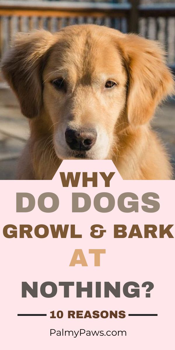 Why Do Dogs Growl At Night