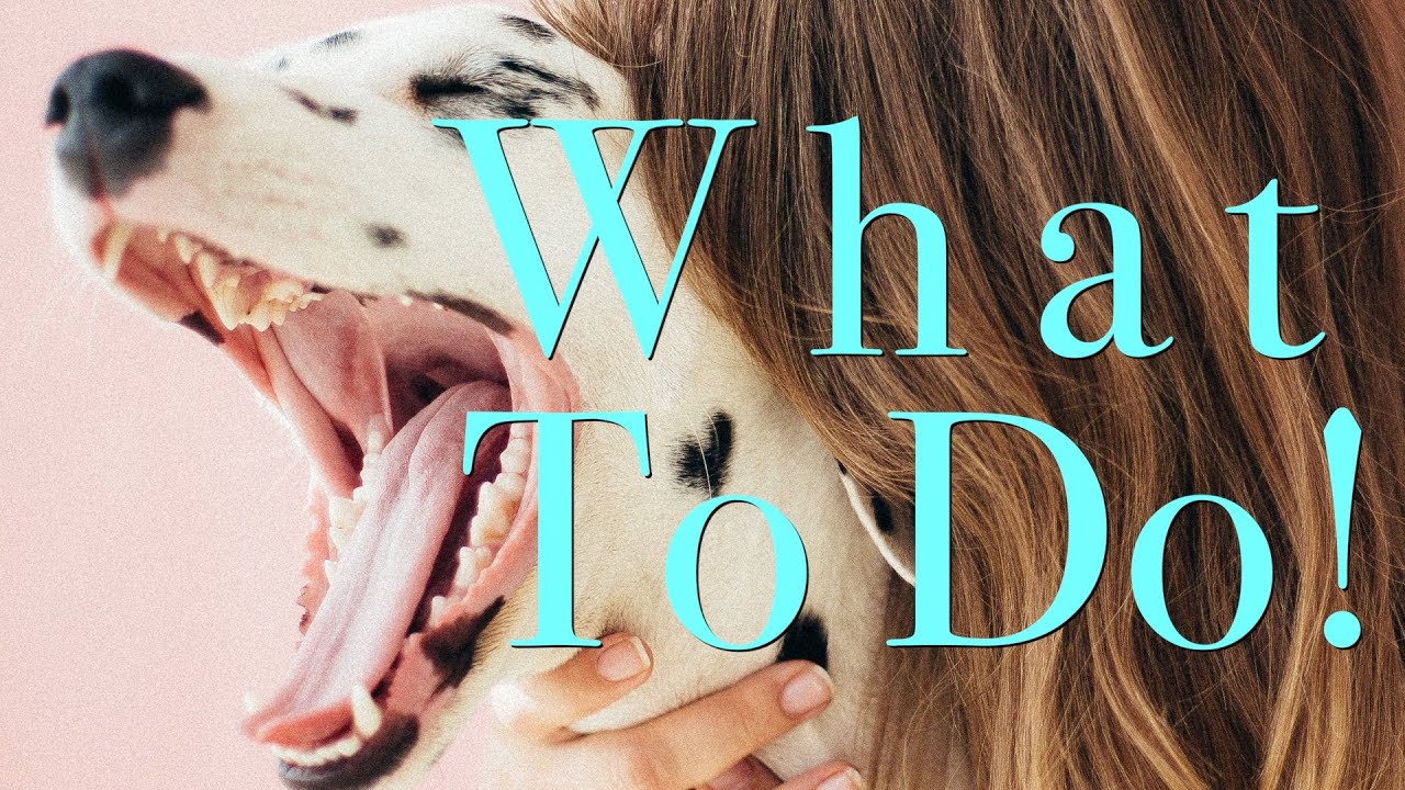 The Strange But Harmless Reason Why Dogs Honk Their Bark BabelBark