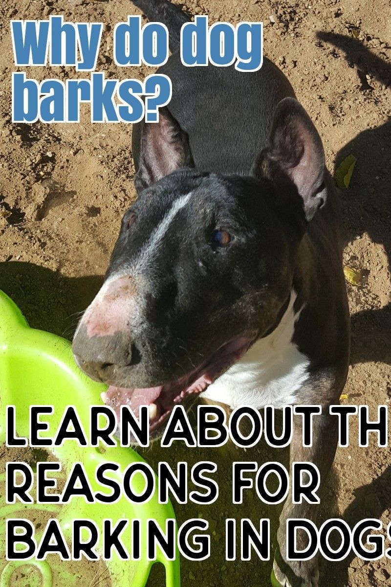 Why Do Some People Allow Their Dogs To Bark Without Correction? BabelBark