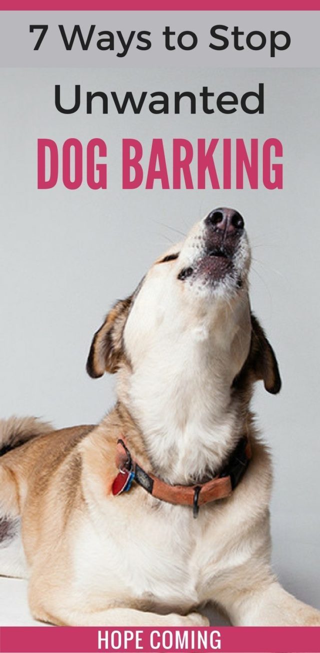 How Long Can A Dog Bark Legally Nyc BabelBark