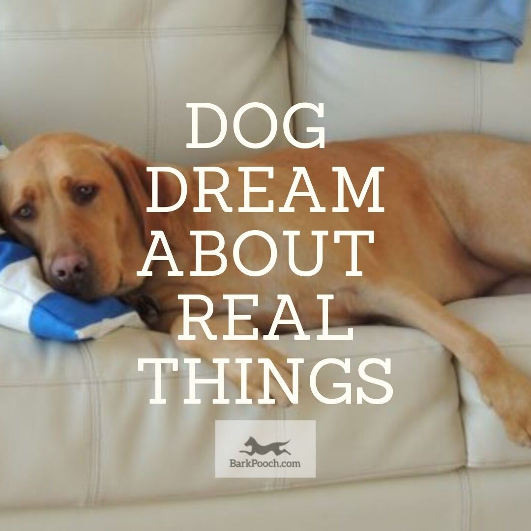 What Does It Mean To Dream About Dogs Barking