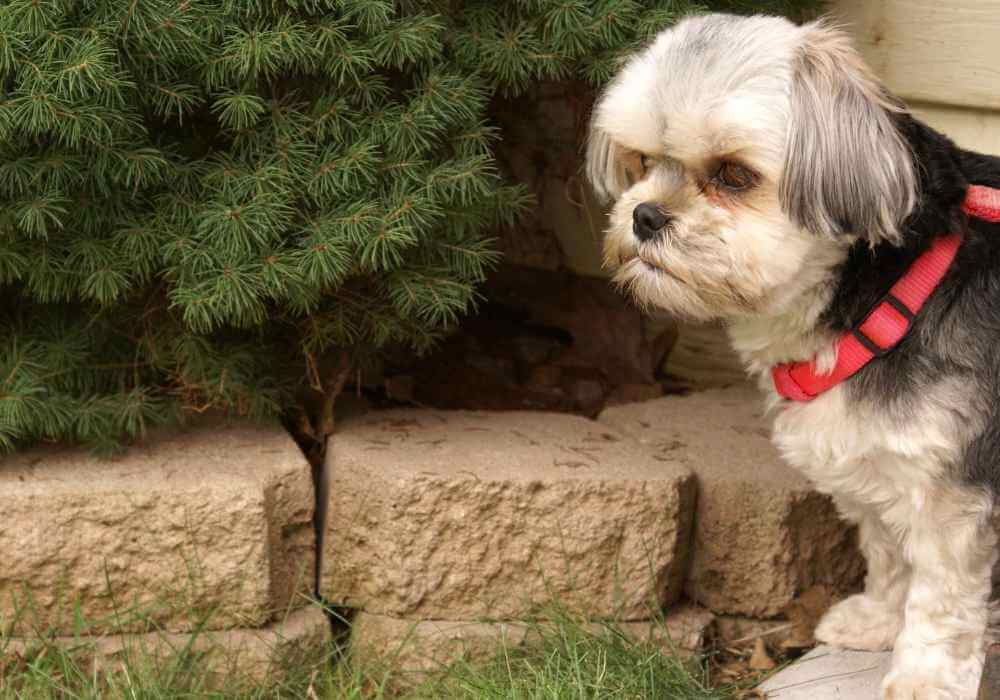 Do Morkie Dogs Bark A Lot BabelBark