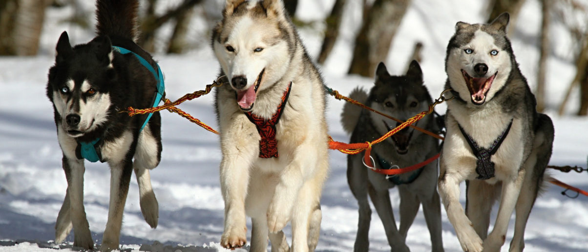 The Reasons Why Sled Dogs Bark BabelBark