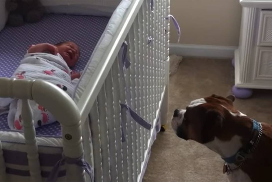 Why Does My Dog Bark When My Baby Cries? Possible Explanations And