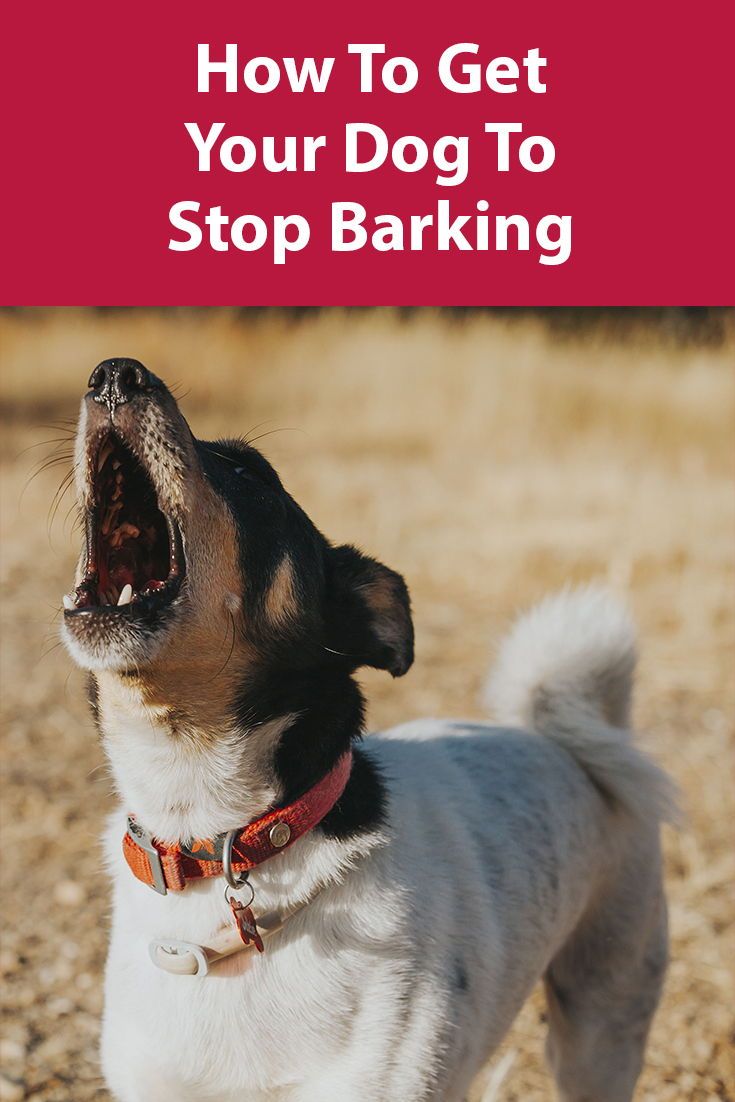 Can You Set The Frequency Of Barking With Guard Dog BabelBark