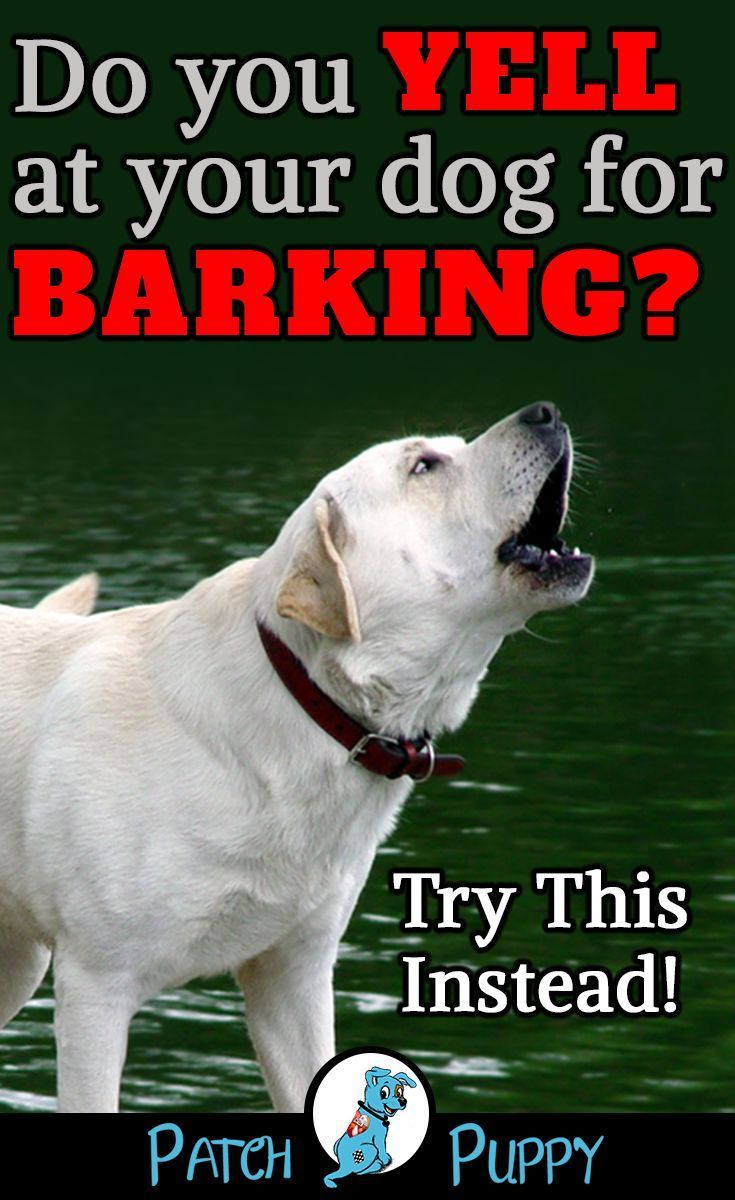 Dealing With Dogs Barking When You Have Anxiety BabelBark
