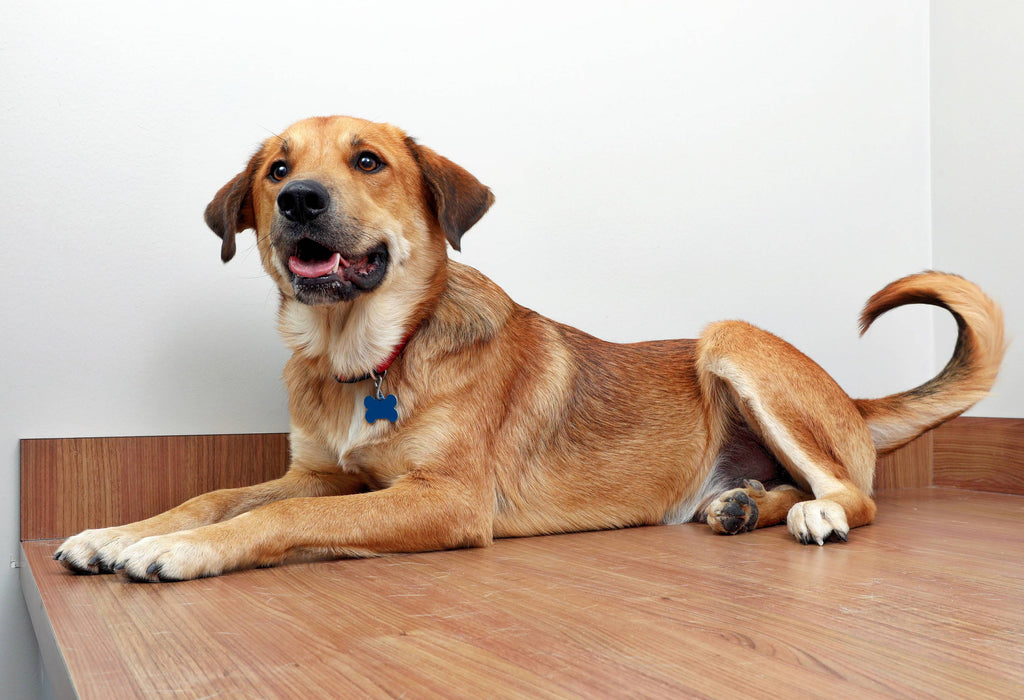 Dogs Can Be Allergic To Pine Bark BabelBark