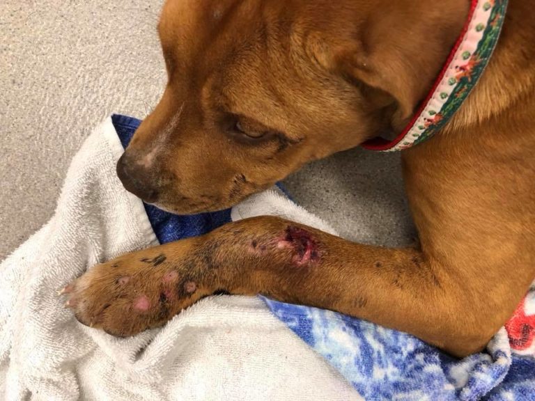 Do Barking Dogs Scare Coyotes