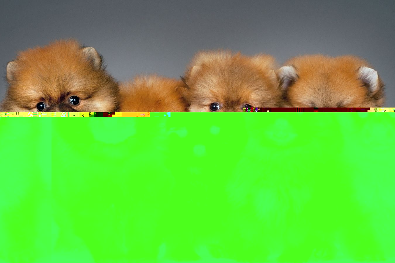 At What Age Do Puppies Start Barking