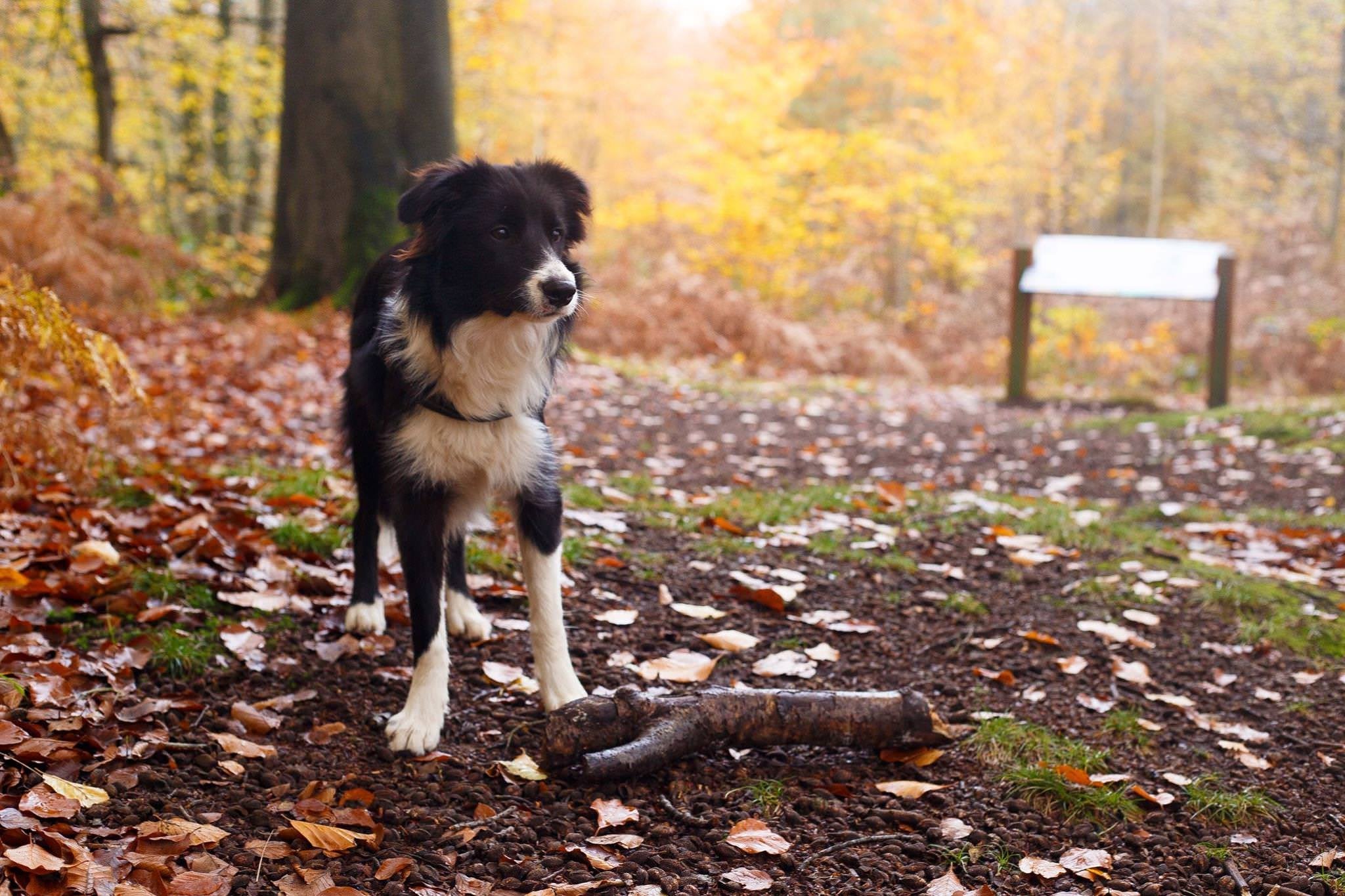 3 Ways To Reduce Your Dog’s Barking On Hikes BabelBark