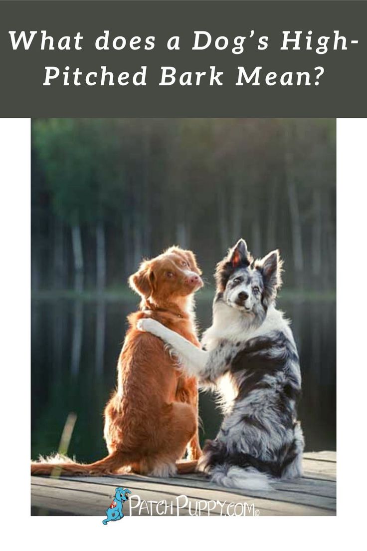 Why Is My Dogs Bark So High Pitched