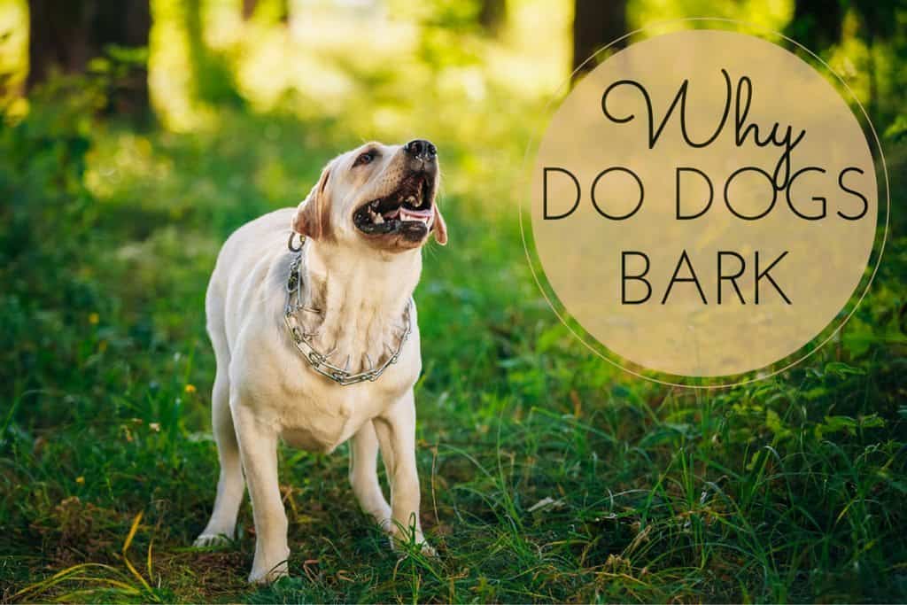 Why Do Dogs Bark At Asian People? BabelBark