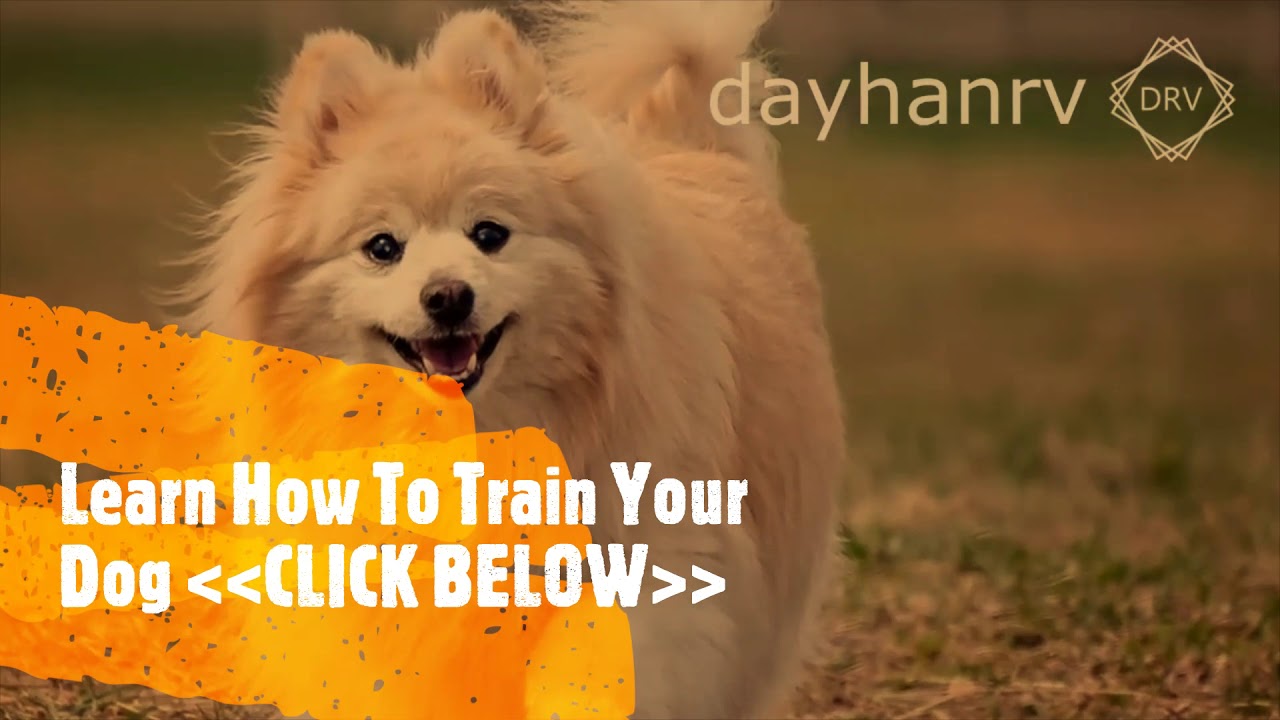 Do Loud Noises Bother Dogs