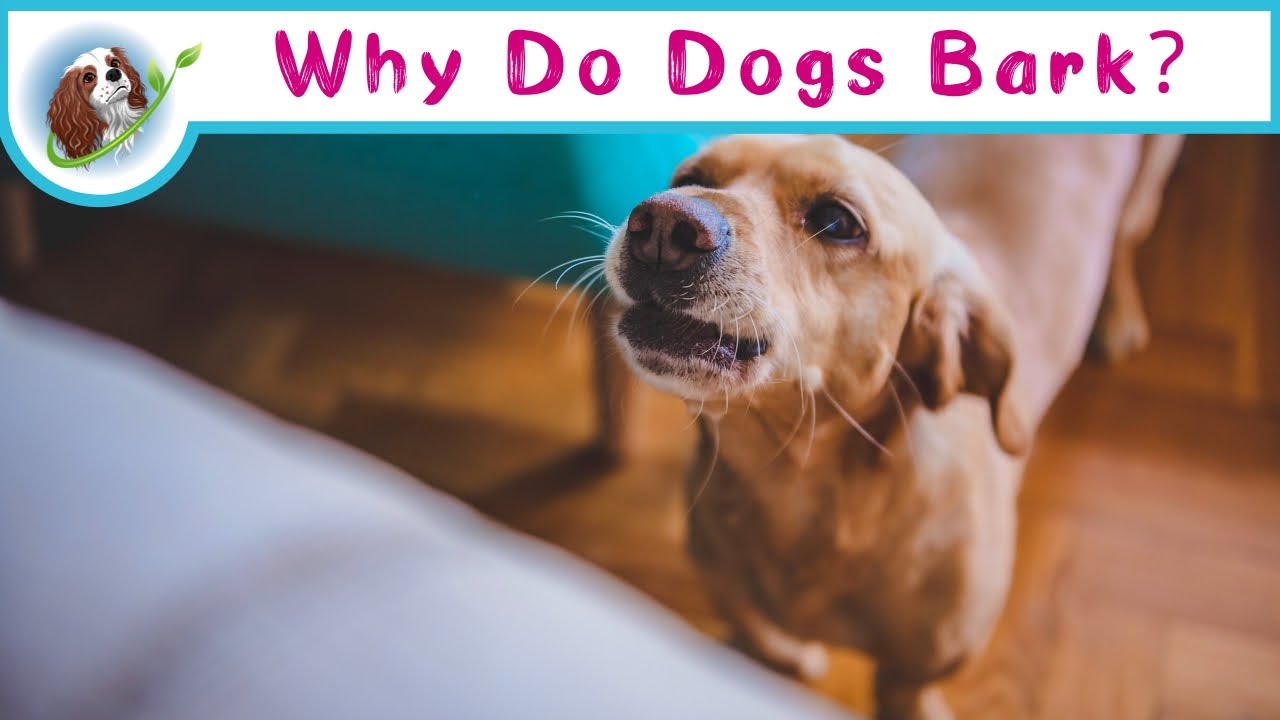 Why Do Puppies Bark At Lemons? BabelBark