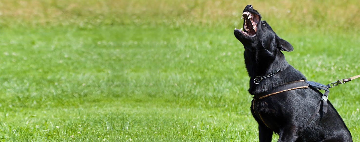 Why Dogs Bark Instead Of Chirp BabelBark