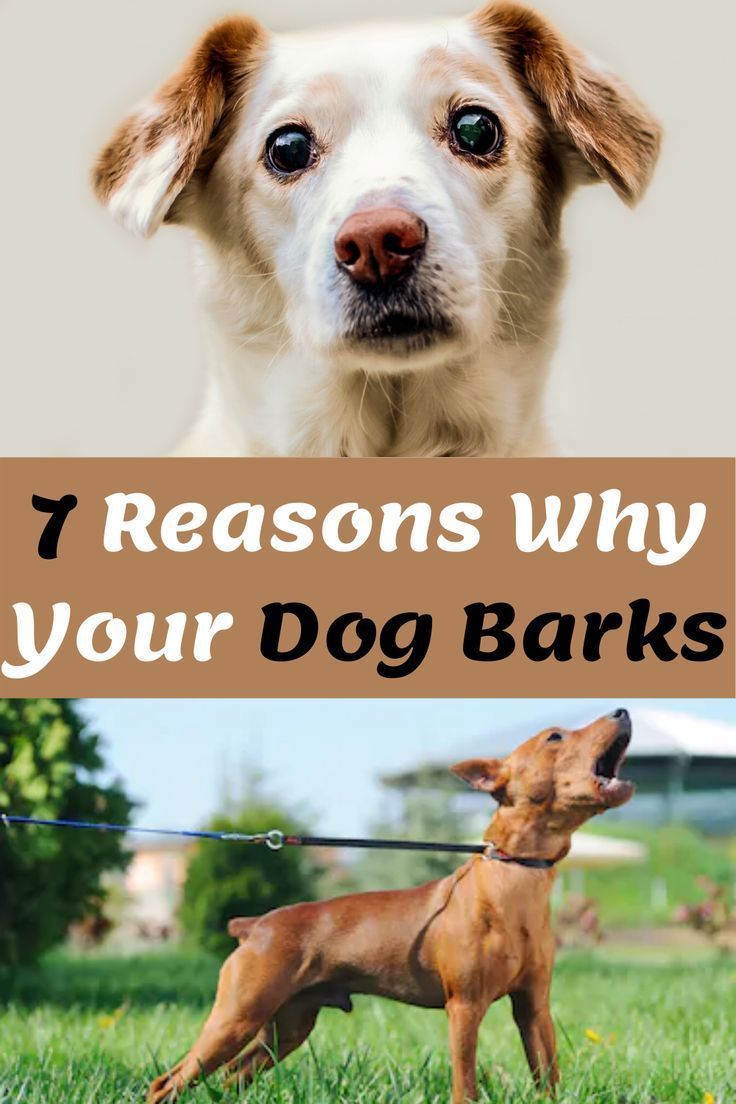 Why Do Farmers Let Dogs Bark All Night BabelBark