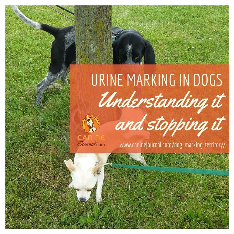 Do Dogs Mark With Poop
