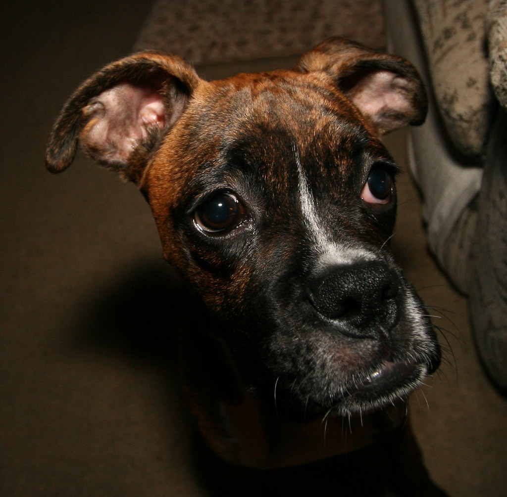 Can A Dog With Bloat Poop