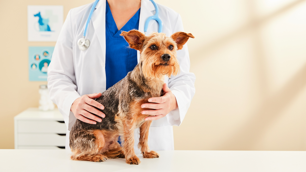 The Causes Of Bloody Stool In Dogs BabelBark