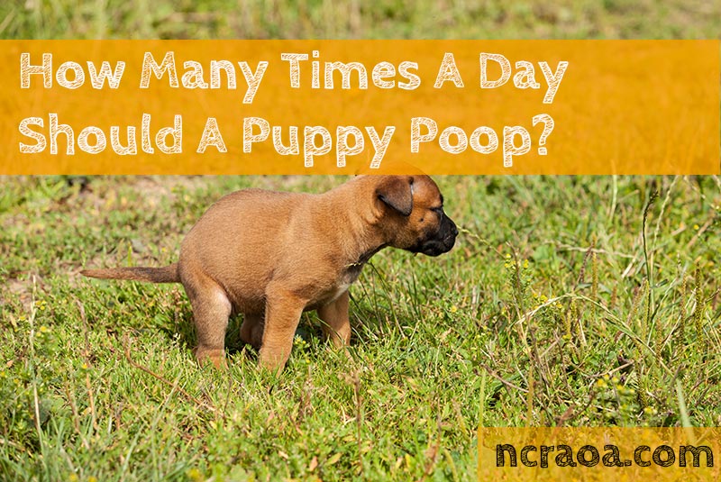 Does Puppy Food Make Dogs Poop More