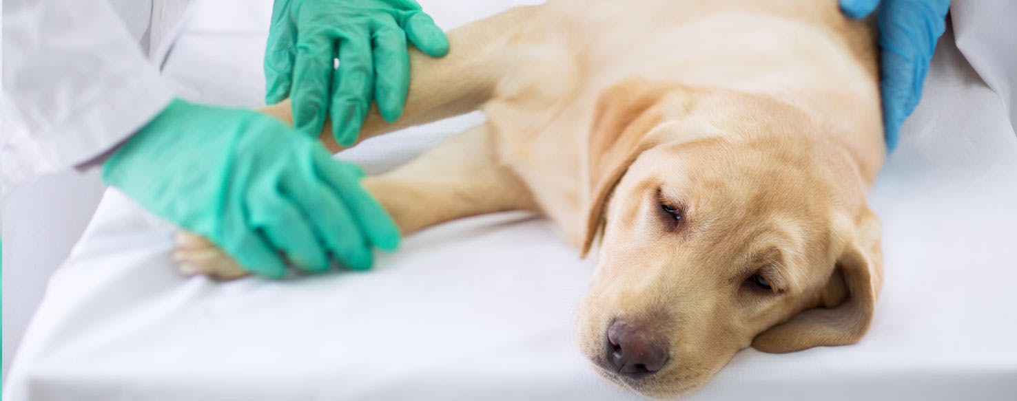 The Dangers Of Parvo In Dogs BabelBark