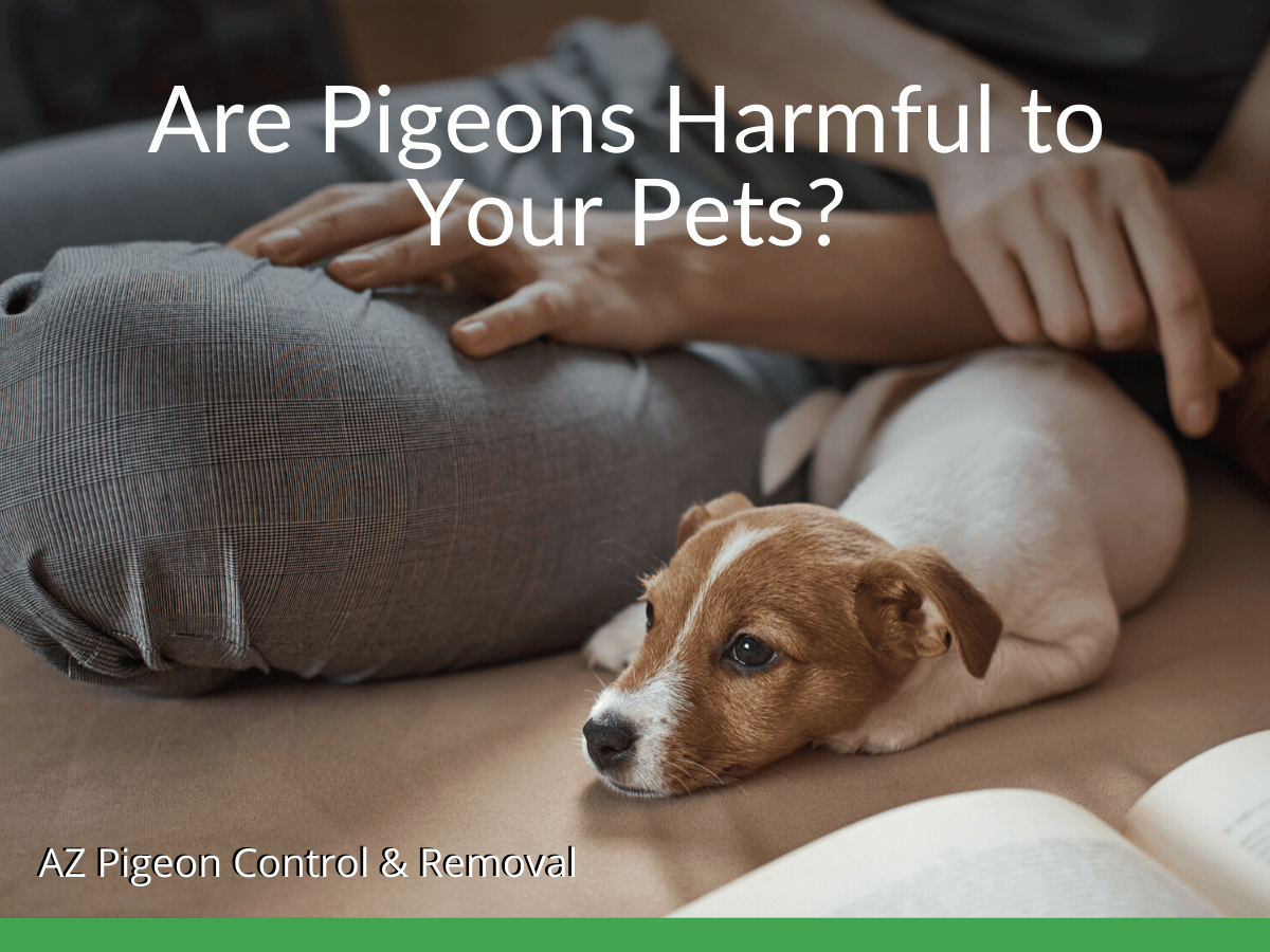 Are Bird Droppings Dangerous To Dogs
