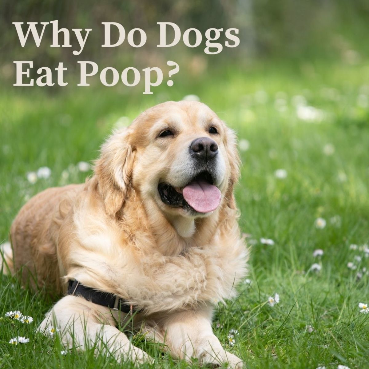 What Happens When Your Dog Eats Poop