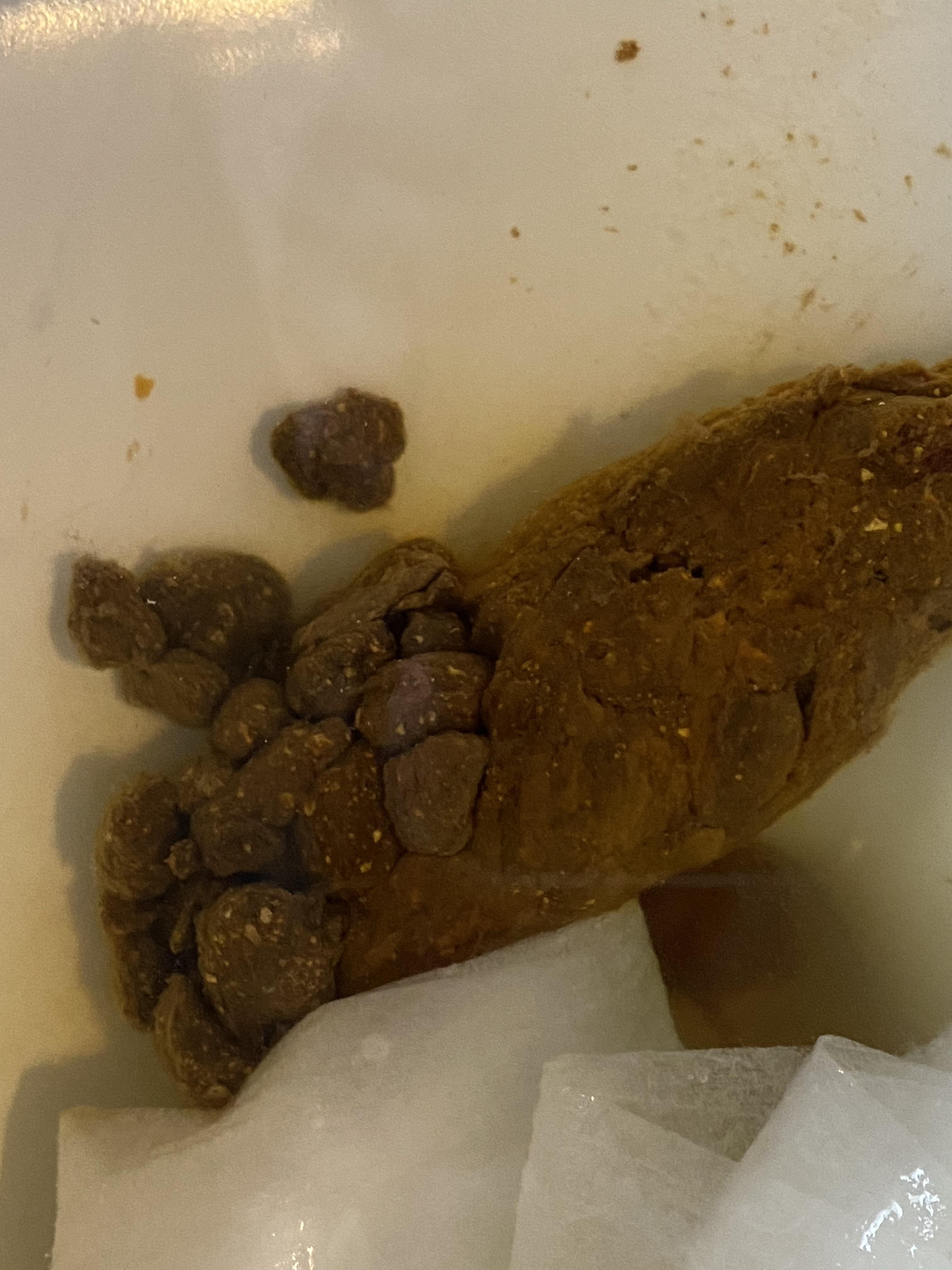 White Specks In Dog Poop Causes and RemediesPuainta®