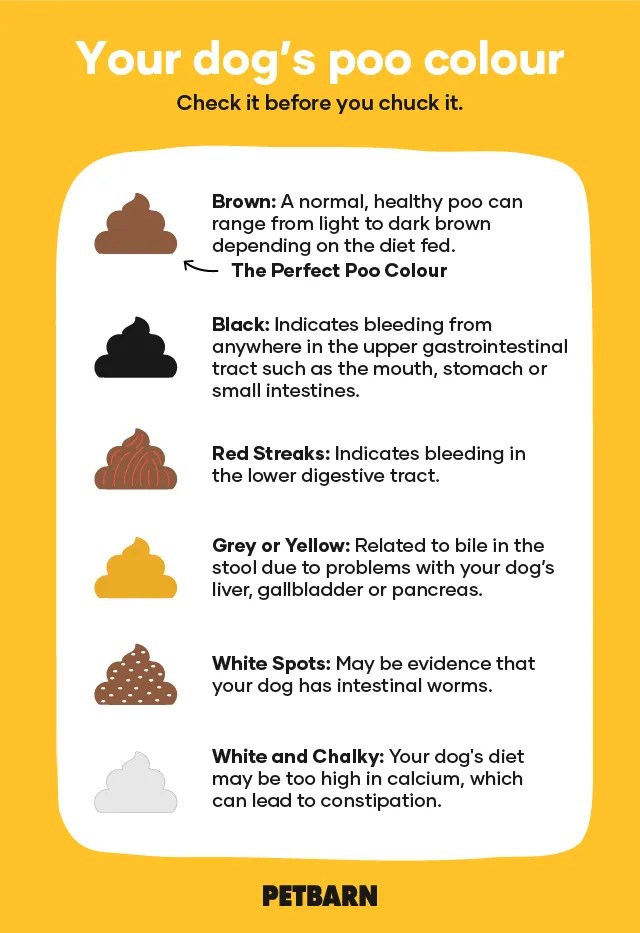 My Dog’s Poop Is Mustard Yellow Here’s Why BabelBark