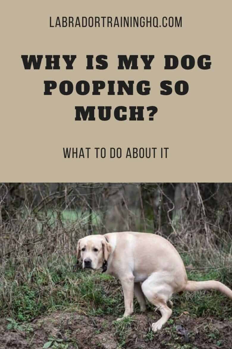 Why Do Small Dogs Poop More Than Large Dogs? BabelBark