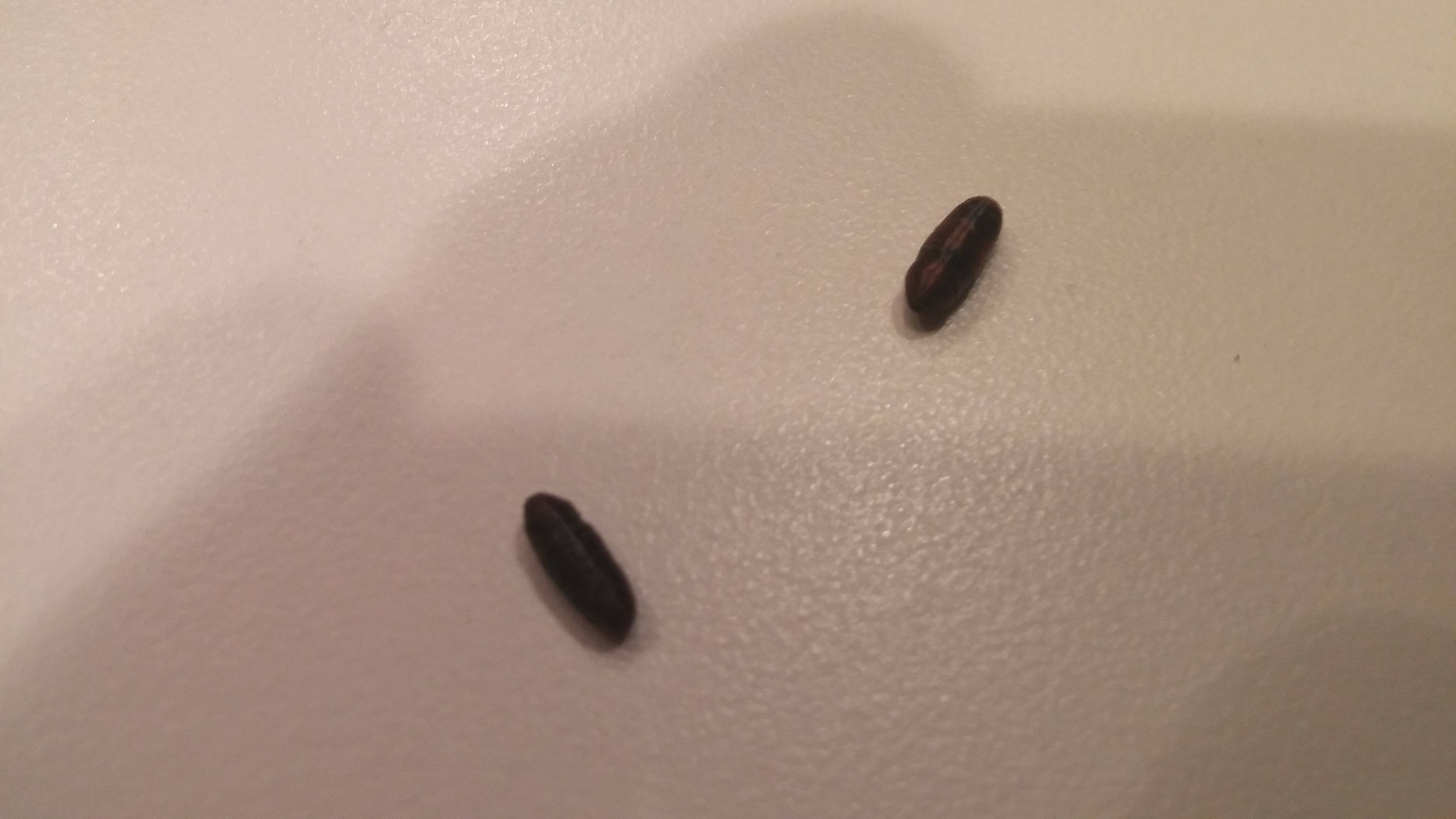 The Truth About BaldFaced And Dog Feces BabelBark