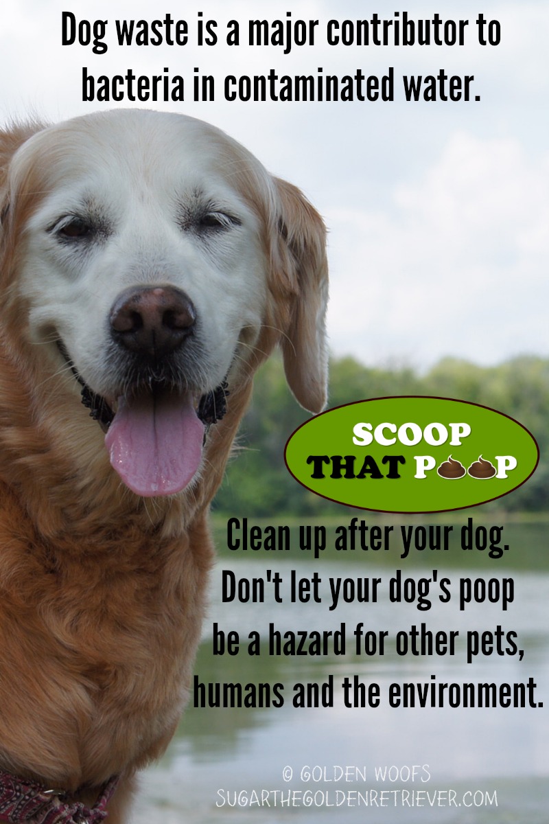 Flammable Dog Poop What You Need To Know BabelBark