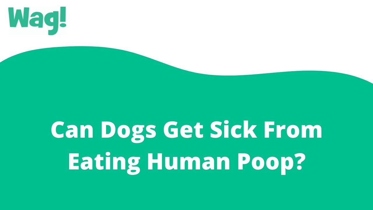 Why Do Dogs Eat Human Poop