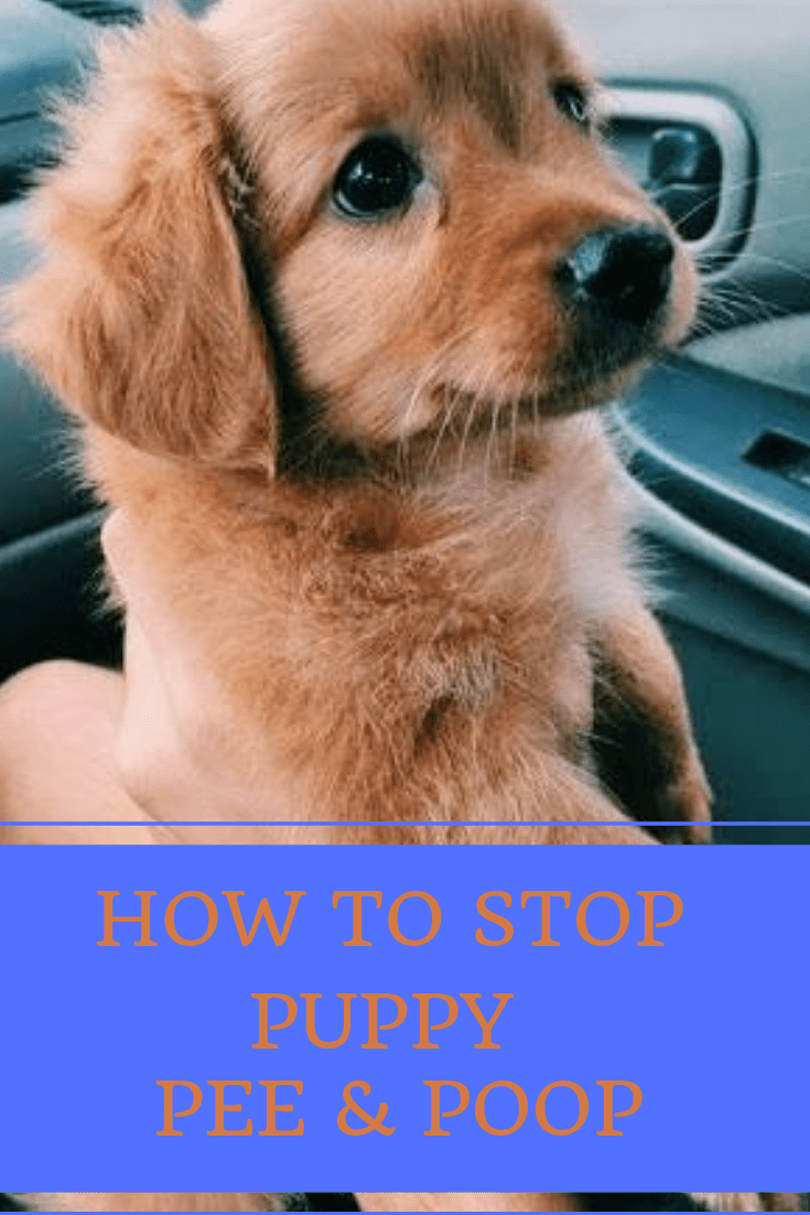 Does Citronella Really Work To Stop Dogs From Pooping In Your Yard