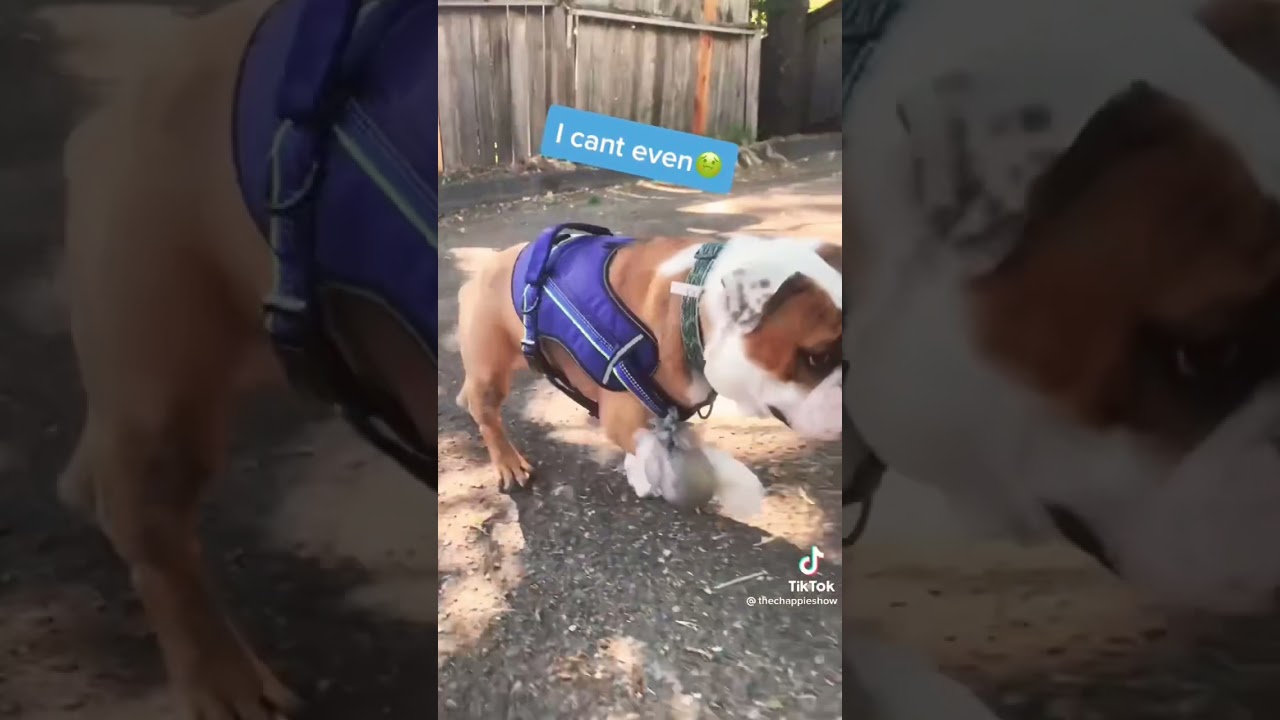 How To Tie A Dog Poop Bag BabelBark