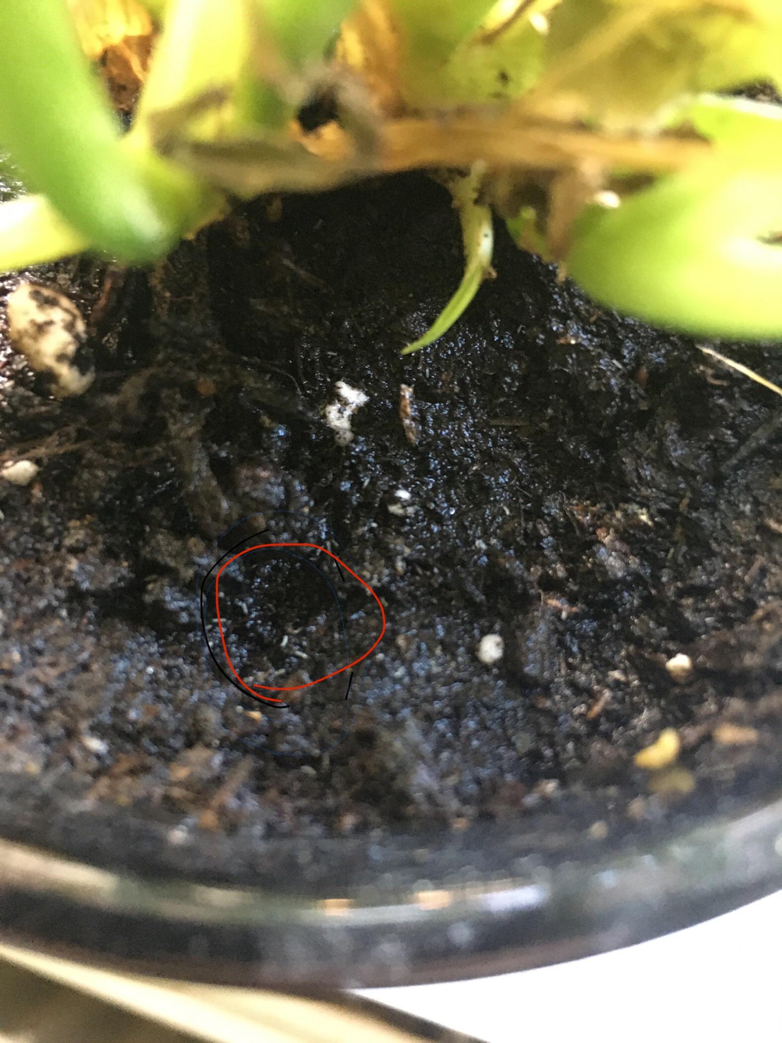 What Are The Little White Worms In Puppy Poop
