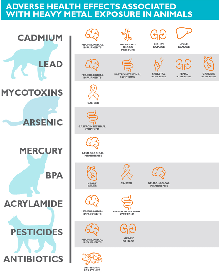 Can Low Protein Cause Seizures In Dogs