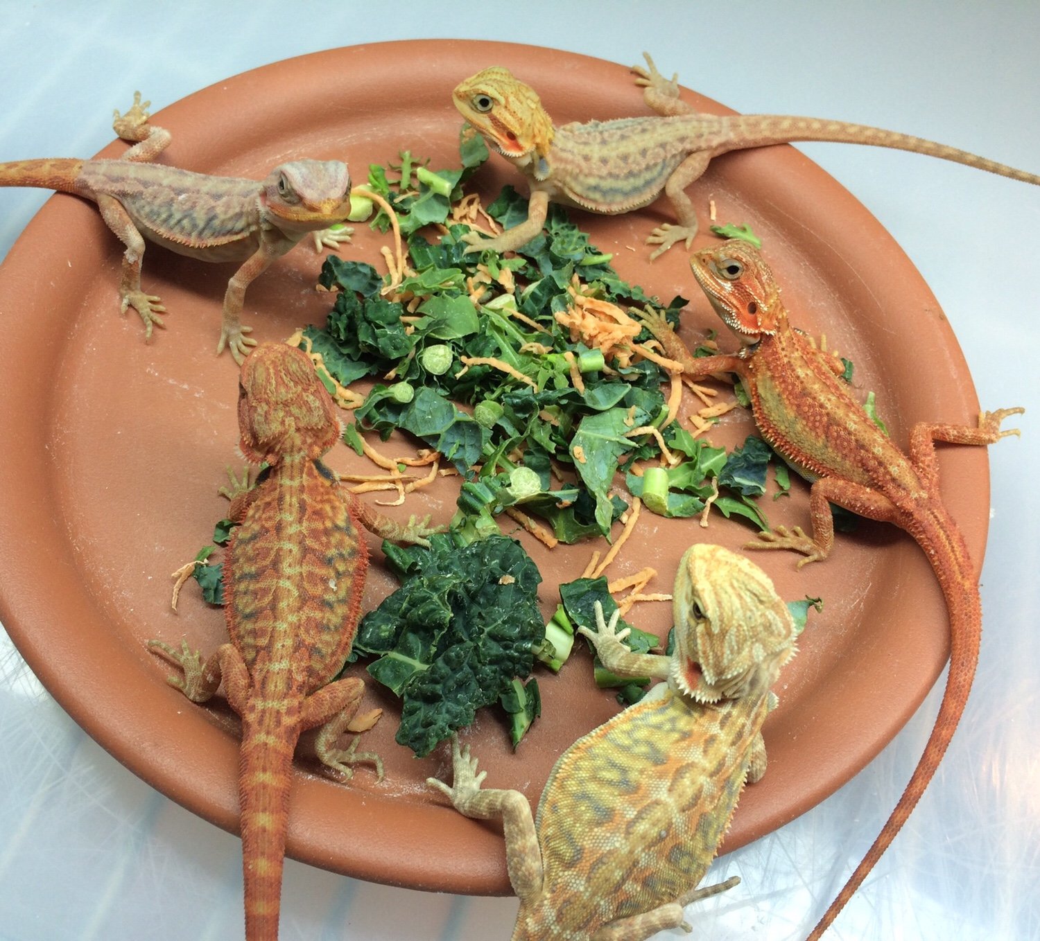 Can Bearded Dragons Eat Dog Food? BabelBark